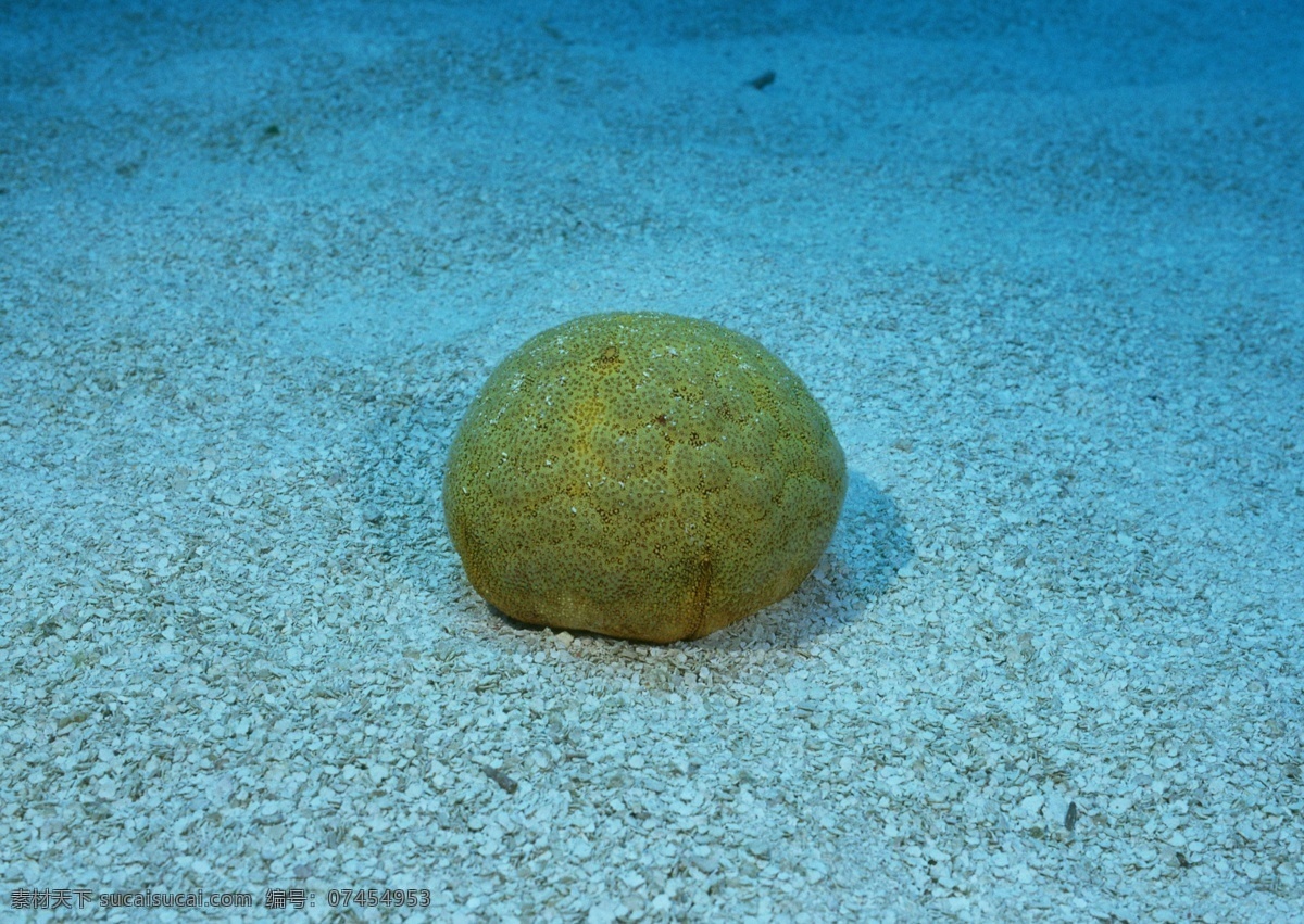 海底 生物 海底生物 海底世界 海底图片 海底鱼 生物世界