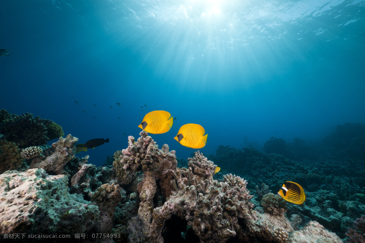 海底世界 海洋生物 鱼 海底 水草 鱼类 海底素材 大海 海水 鱼群 海底世界图片 珊瑚 海洋 生物世界