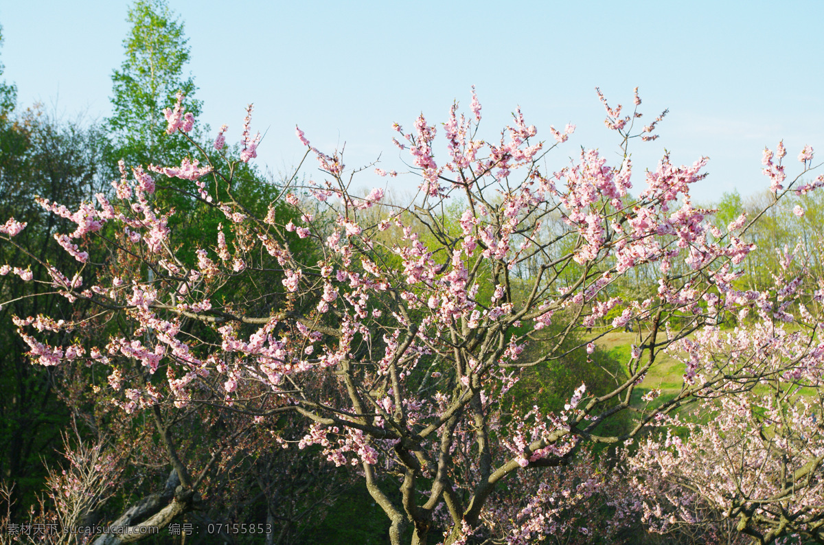 梅花 初开 枝条 花朵 花卉 自然景观 自然风景