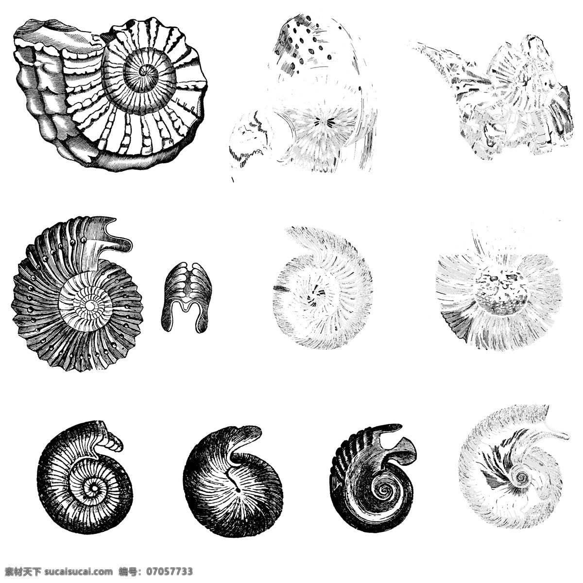 鱼类 贝 甲壳 类 欧美 古典 线条 矢量 动物 库 欧洲古典素材 矢量素材 素描素材 线条素材 非 主流 矢量图 其他矢量图