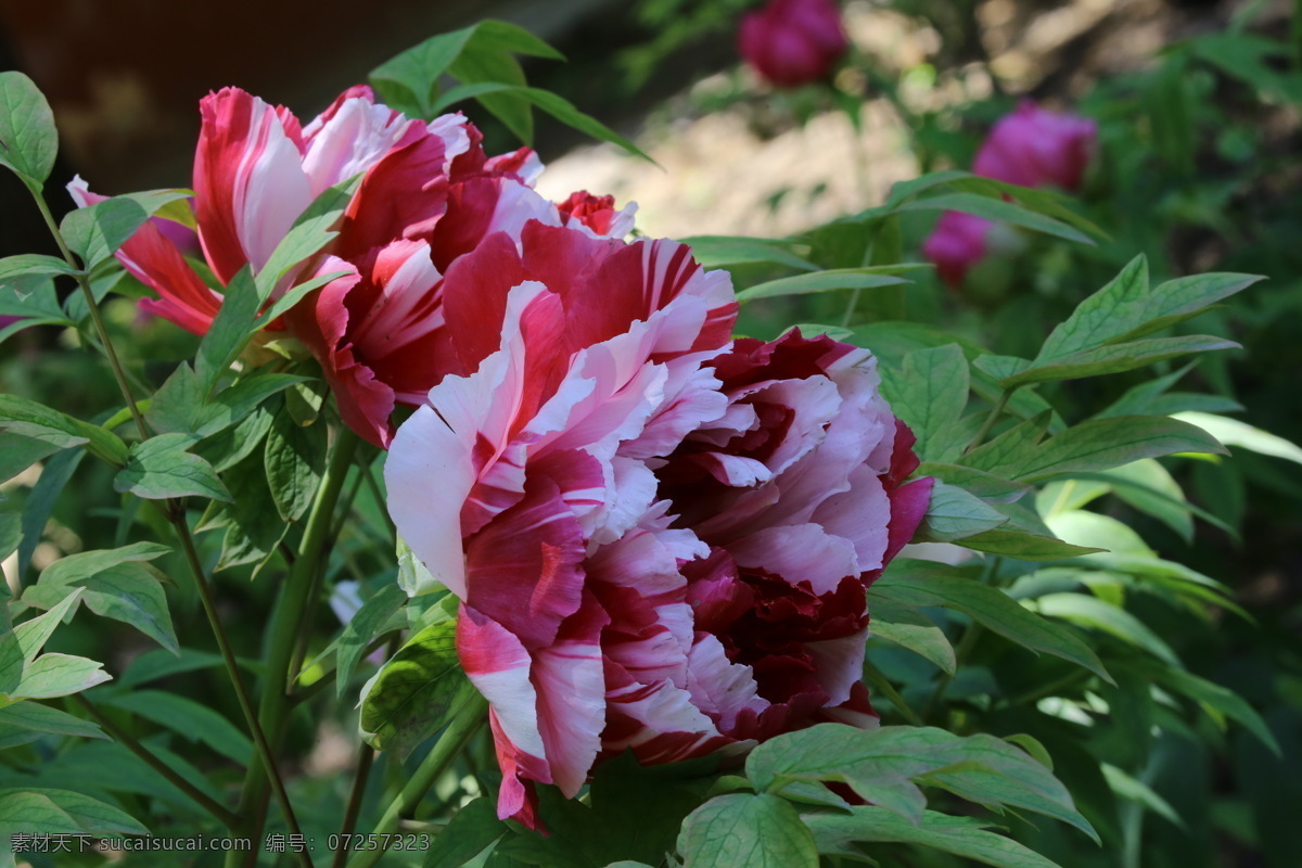 牡丹花 牡丹 观赏花卉 鼠姑 木芍药 百雨金 洛阳花 花朵 花瓣 花蕊 花卉 花儿 花草 植物 园林绿化 绿化景观 芍药牡丹 生物世界