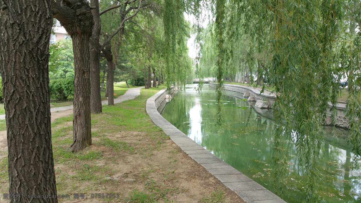 夏天 河边 柳树 植物 风景 自然风景 自然景观