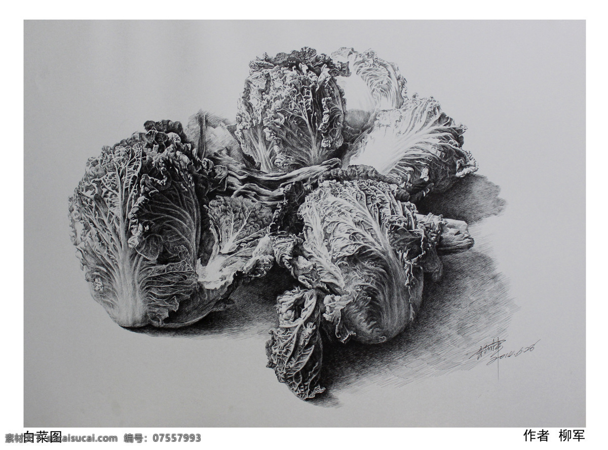 白菜钢笔画 柳军钢笔画 素描钢笔画 白菜图 钢笔画 黑白钢笔画 文化艺术 绘画书法