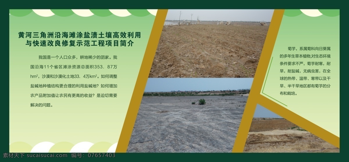 展板 菊芋 概述 板式设计