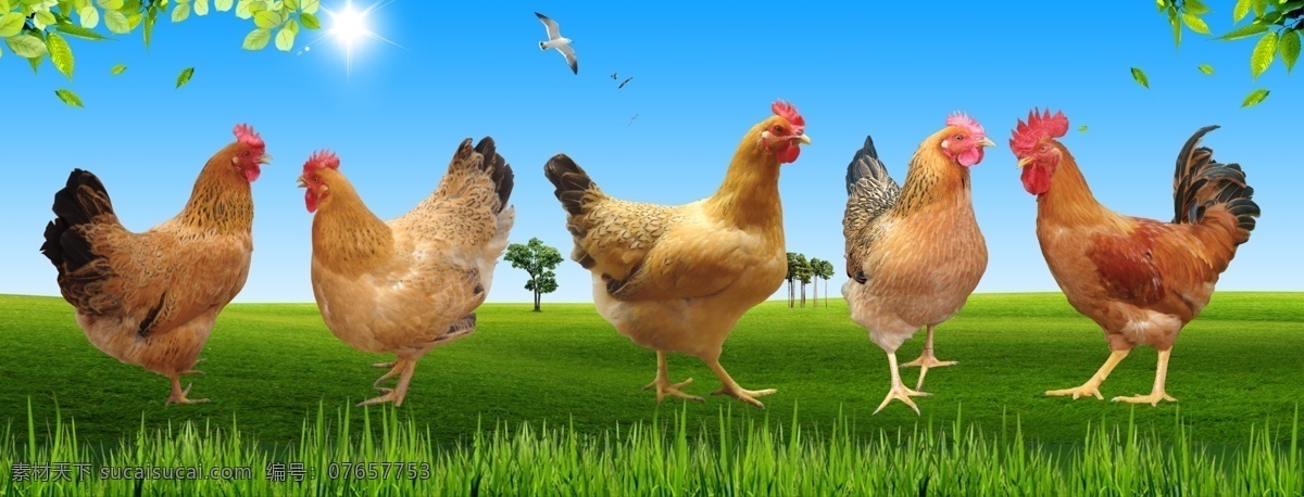 正在 聊天 鸡 群 三黄鸡 草地 阳光 环保 大地 绿叶 生态环境 蓝天 健康鸡群 公鸡 母鸡 肉质鲜美 土鸡 对话 广告设计模板 源文件