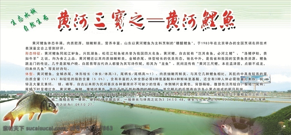 黄河鲤鱼 黄河 鲤鱼 特产 展板 生态黄河 标志图标 公共标识标志