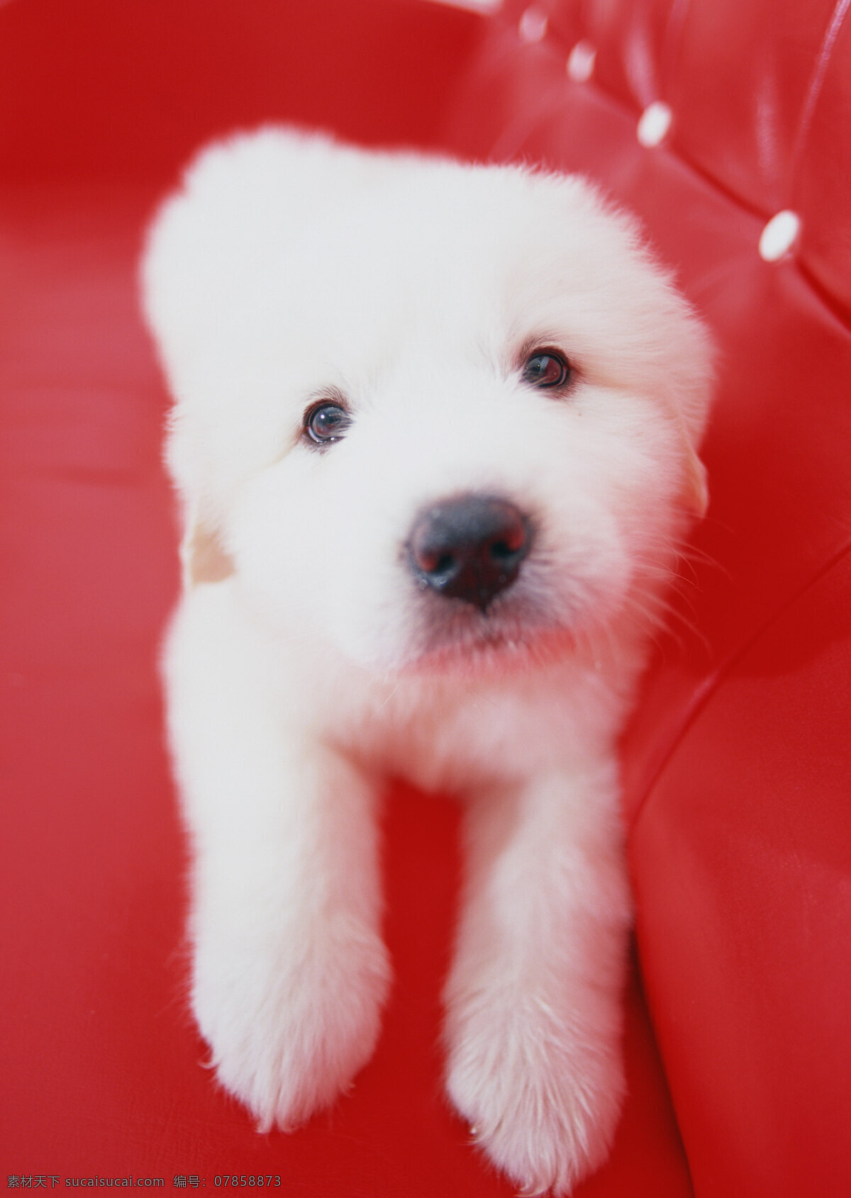 沙发 上 白色 狗 宠物 宠物狗 可爱 小狗 名犬 名贵犬种 犬科动物 陆地动物 生物世界 狗狗图片