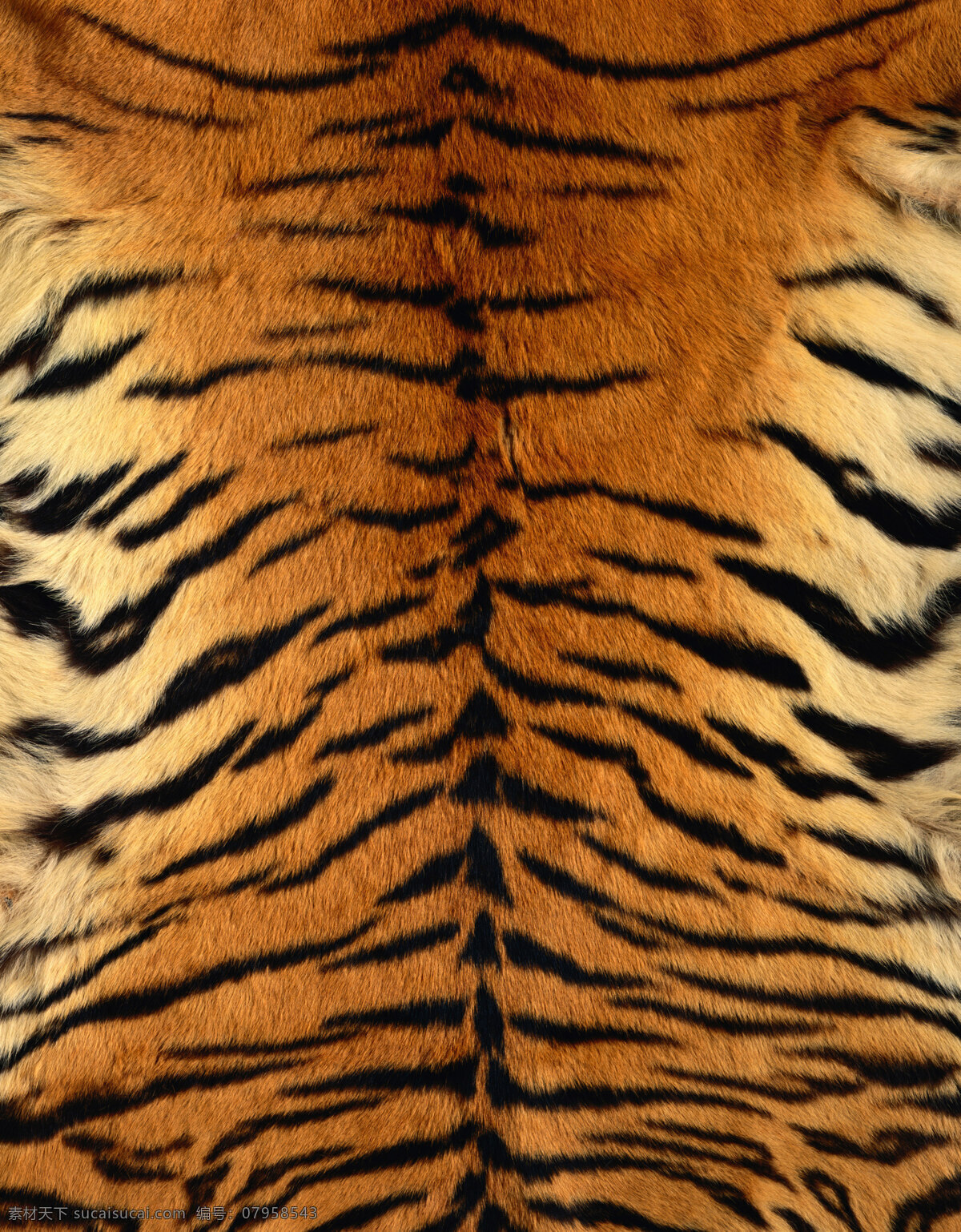 虎纹 生物世界 野生动物 动物皮毛 摄影图库 300