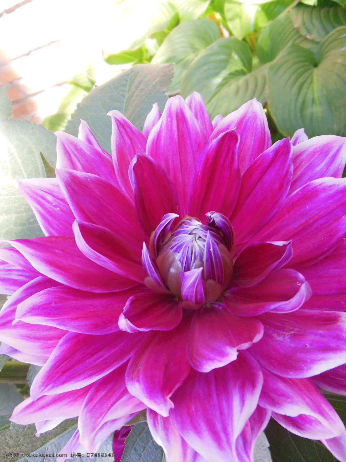 大丽花 大丽菊 荷兰菊 菊花 大花 花瓣 鲜花 花草 花朵 生物世界