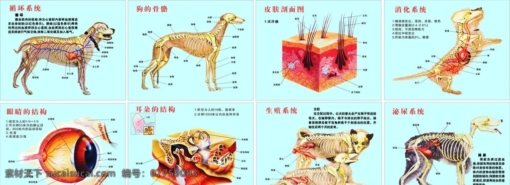 动物解剖结构 狗解剖结构 展开图 平面图 结构图 平面设计 室内广告设计