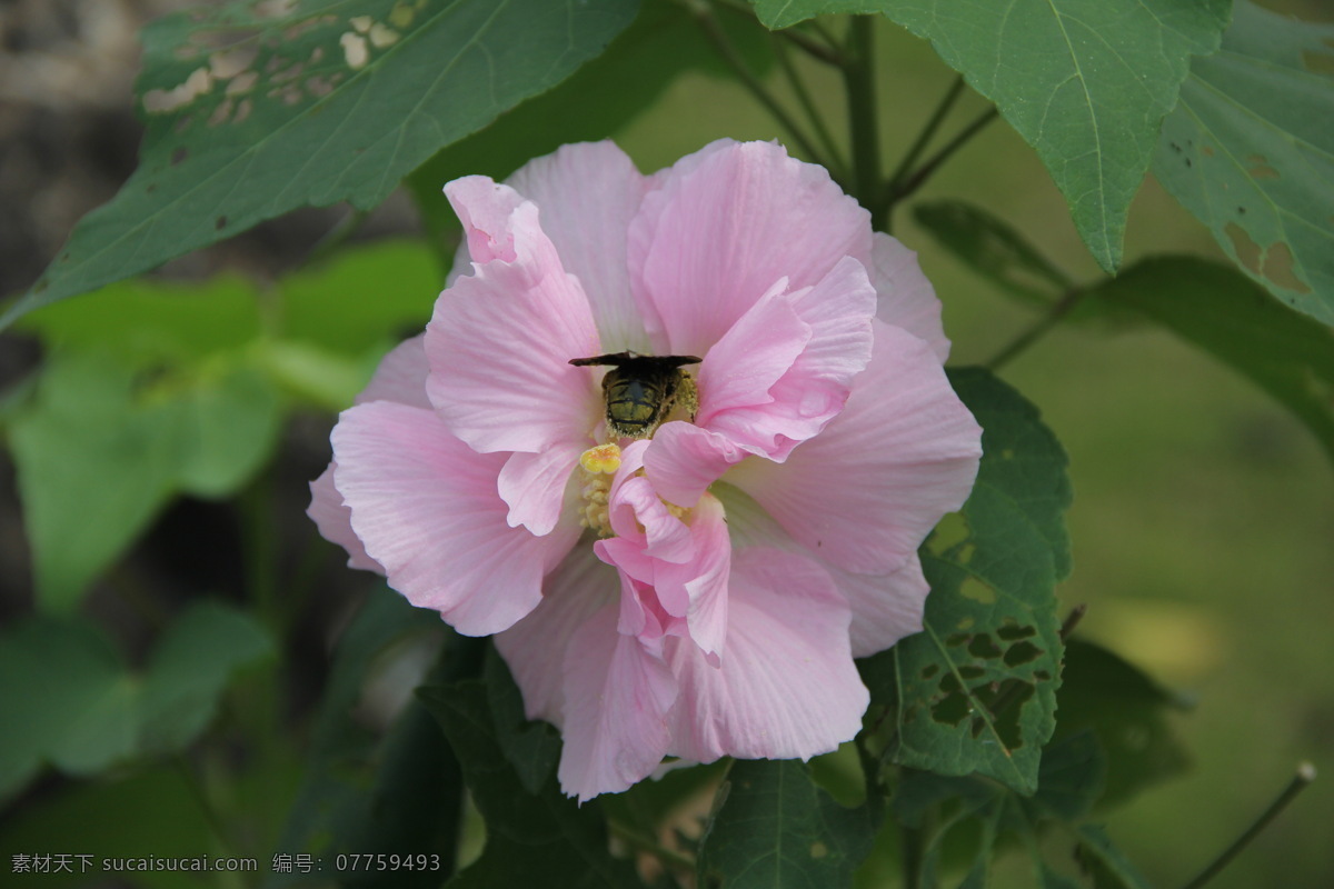 芙蓉 木芙蓉 单瓣芙蓉 单瓣木芙蓉 漳州碧湖 生态园 漳州 碧湖生态园 生物世界 花草