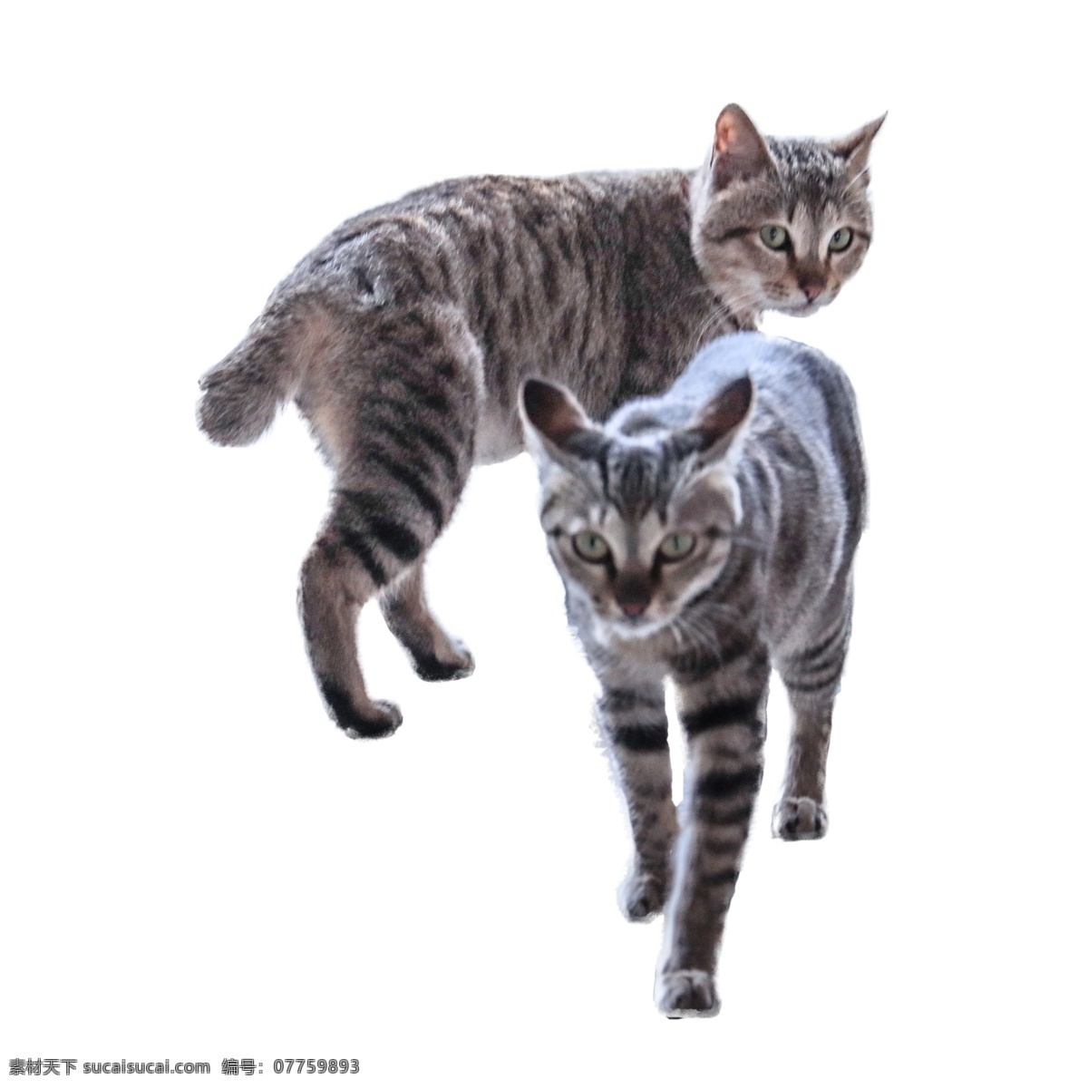 两只小猫 猫 猫咪 实物 实物免扣 实物下载