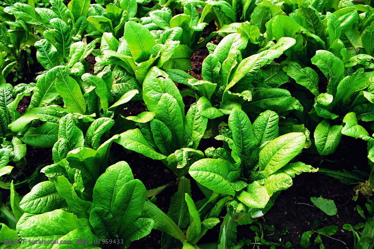 田园清蔬 青菜 蔬菜 菜园 植物 绿色
