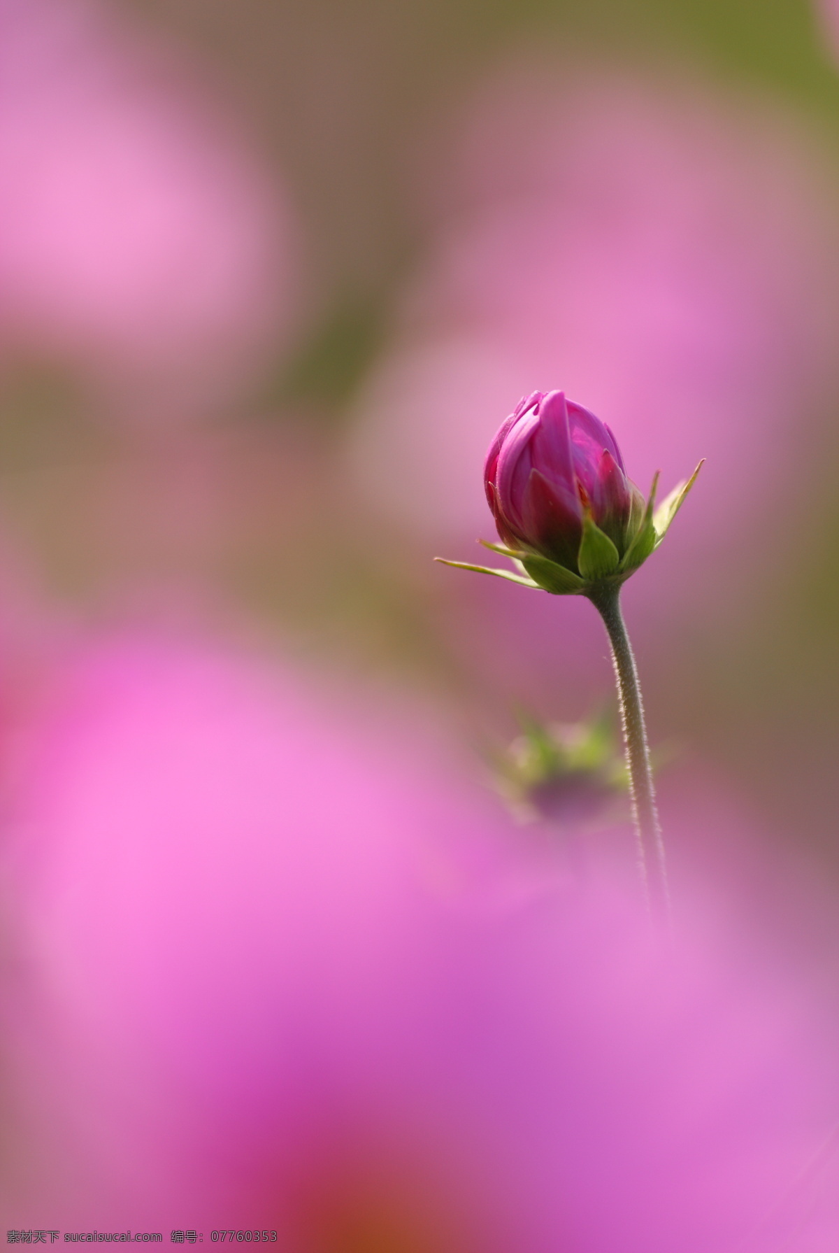 花蕾 花朵 鲜花 背景 蒙胧 叶子 特写 含苞待放 黄紫色 摄影图库 花卉 花草 生物世界