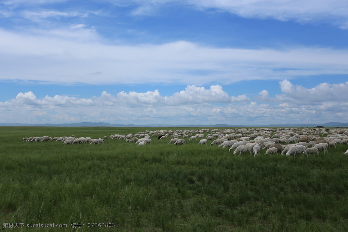 呼伦贝尔草原 内蒙古 呼伦贝尔 大草原 羊群 蓝天 白云 旅游摄影 自然风景