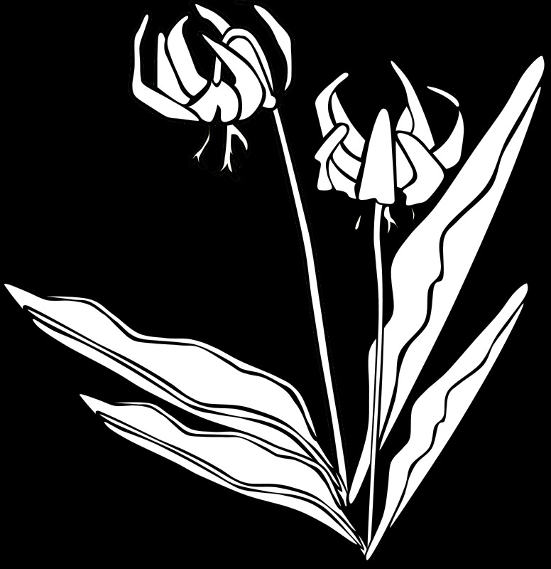 gg erythronium 桔梗 花 自然 概述 植物 野生的 svg 黑色