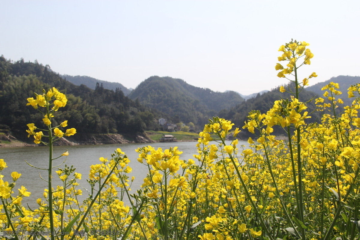 婺源风光 婺源风景 乡村自然风光 婺源 油菜花 婺源摄影 婺源游记 江西婺源 乡村摄影 古镇 小镇 乡村 田园风光 古徽州 风景 江西风景 婺源油菜花 旅游摄影 国内旅游