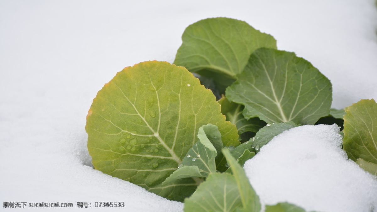 纯洁 绿色 小白菜 白菜 青菜 生物世界 蔬菜 素菜 小青菜 雪菜 风景 生活 旅游餐饮