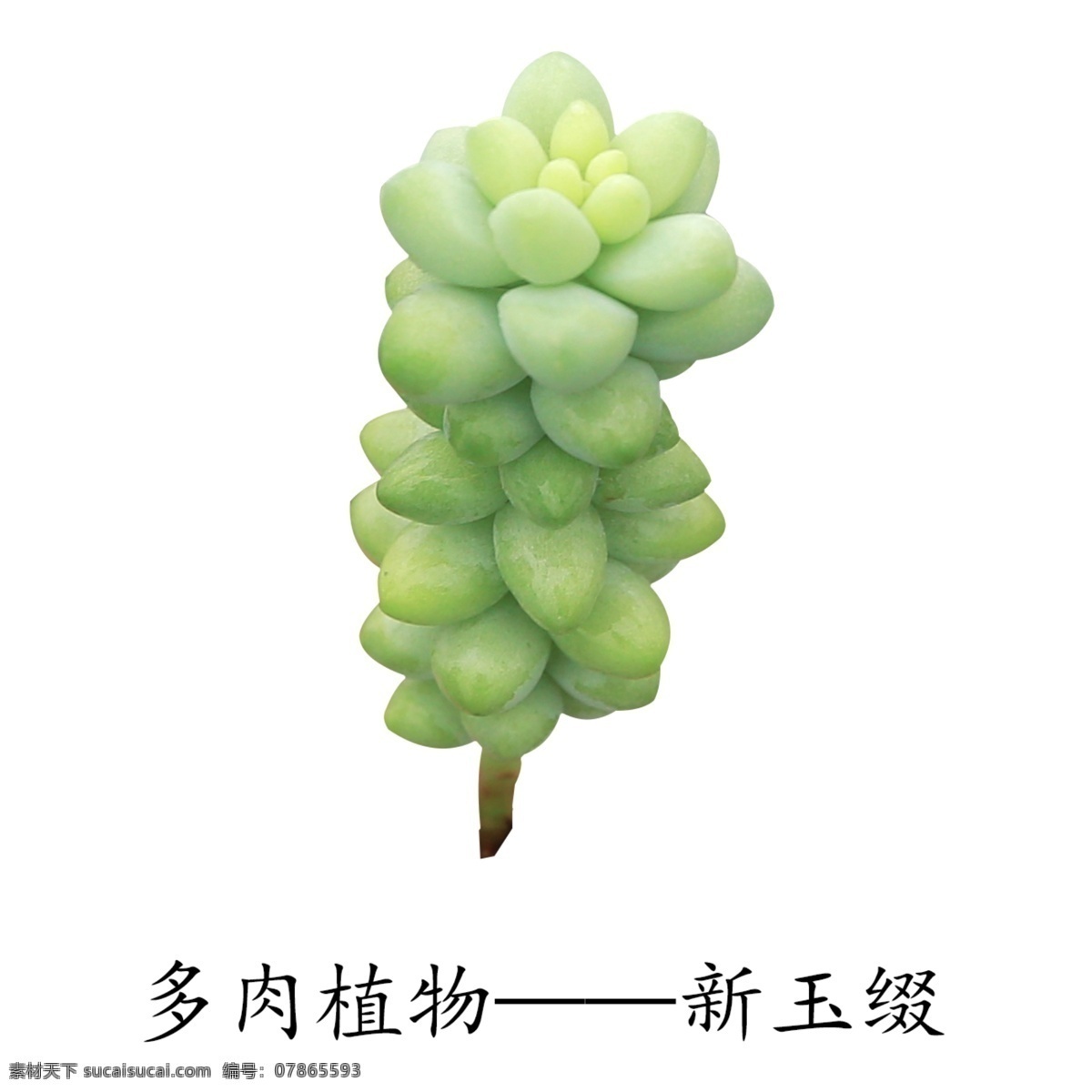 肉 植物 新 玉 缀 多肉植物 新玉缀 萌肉肉 肉肉花 多浆植物 盆栽绿植 绿色植物 电商素材