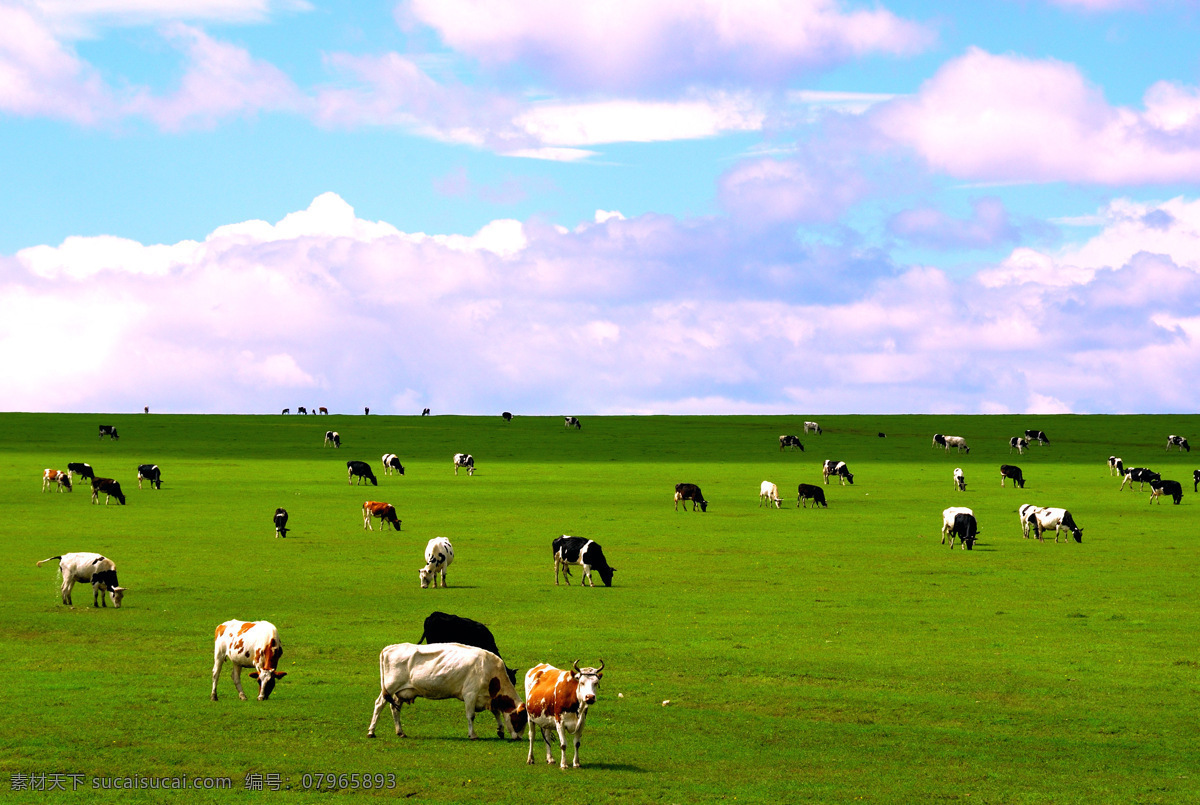 草原牧场 内蒙古 呼伦贝尔 草原 绿草 动物 奶牛 蓝天 白云 草原风光 自然风景 自然景观