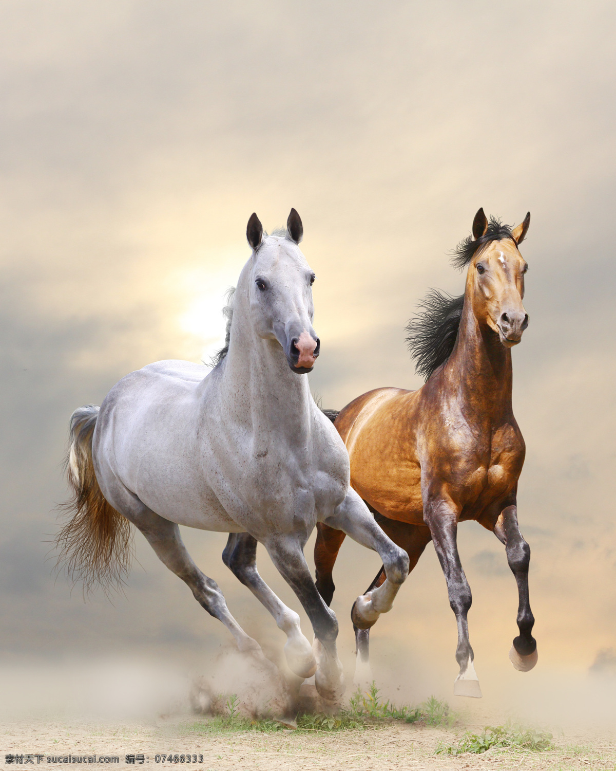 奔跑 马匹 奔驰的白马 骏马 马 奔跑的马匹 马年素材 陆地动物 生物世界