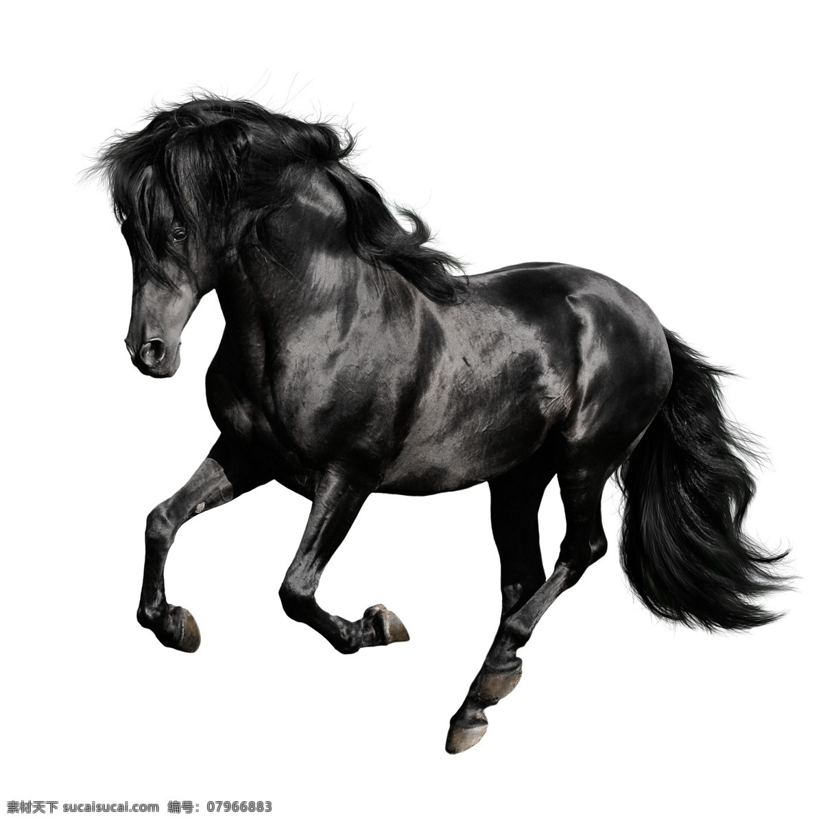 黑马 骏马 奔跑的骏马 黑色的马 高清美图 生物世界 野生动物