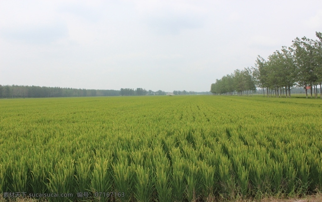 麦田 绿色麦田 麦地 青草地 农田 绿色农田 小麦青青 麦苗青青 青青麦苗 农田风光 青色麦田 自然景观 田园风光