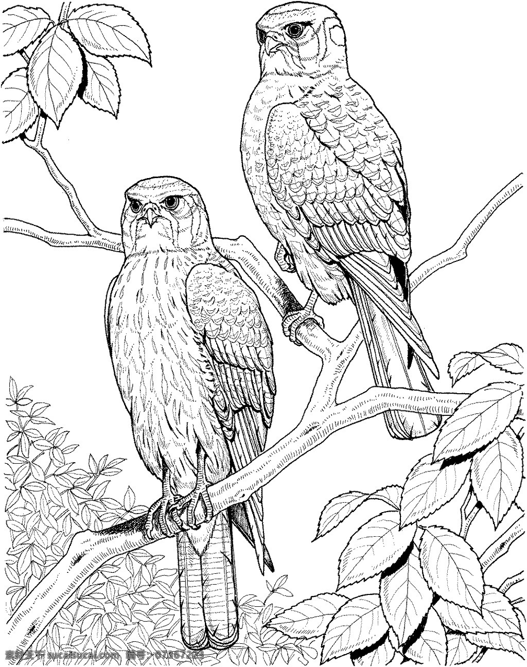 鹰 鸟类素描 动物素描 动物手绘画 设计素材 动物专辑 素描速写 书画美术 白色