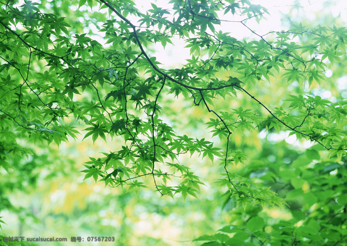 树林图片 森林树木 065 树林风景图片 树林高清图片 树木树叶 植物素材 生物世界 高清图片 花草树木 绿色