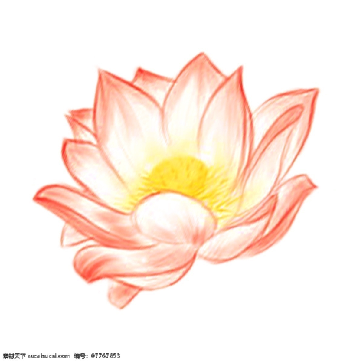粉色 清新 风 荷花 透明 鲜花 png免抠图 透明素材 花卉 装饰 免 抠 图 花朵