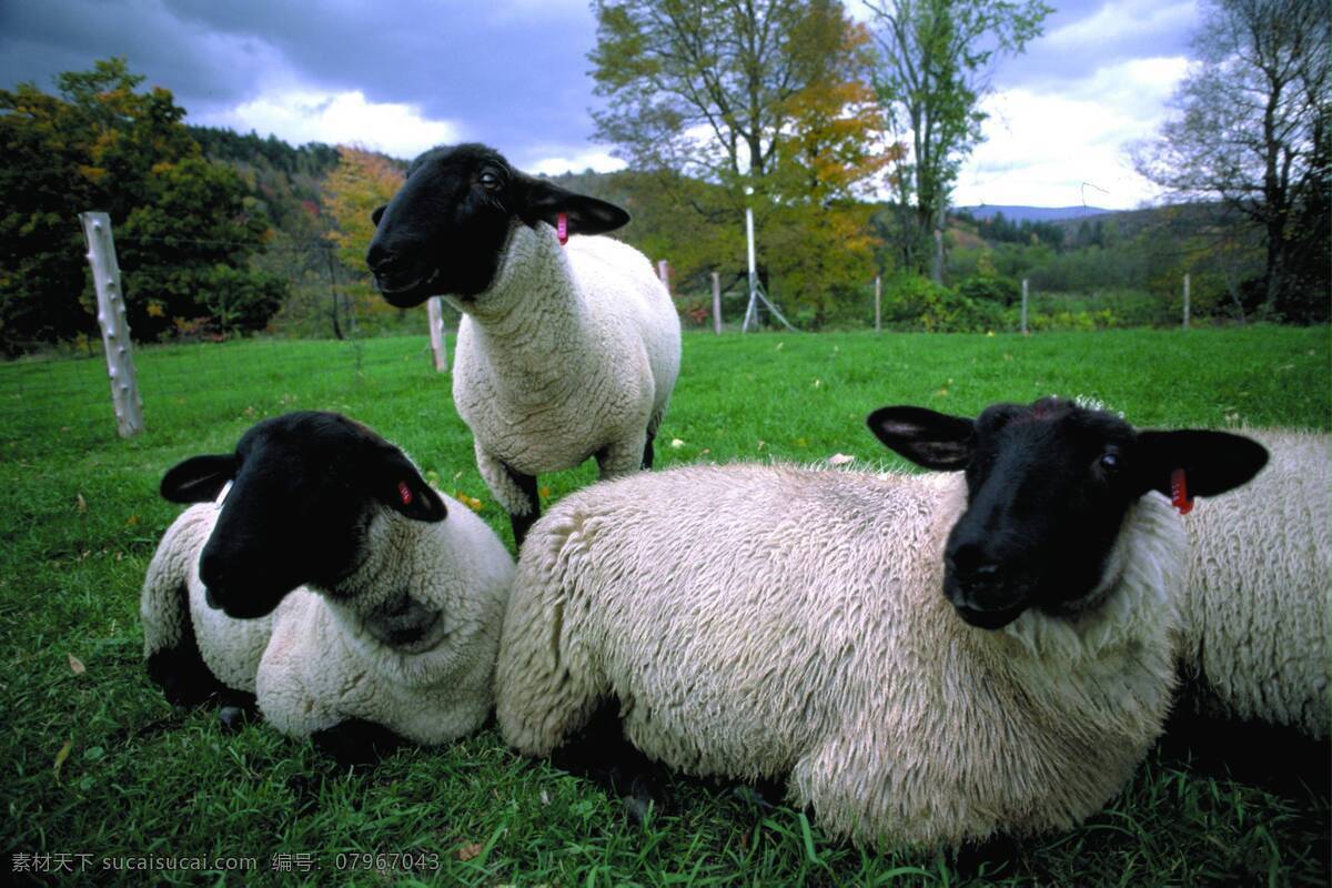 农场 国外农场 乡村风景 草原 草地 绿色 大气 植物 羊 山羊 绵羊 田园风光 自然景观