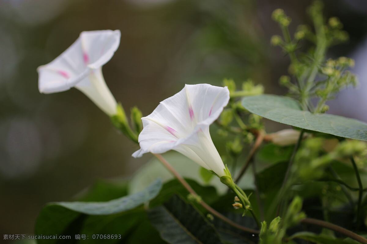 白色牵牛花 牵牛花 喇叭花 鲜花 花朵 花草 植物 园艺 观赏植物 绿植 花草植物树木 生物世界