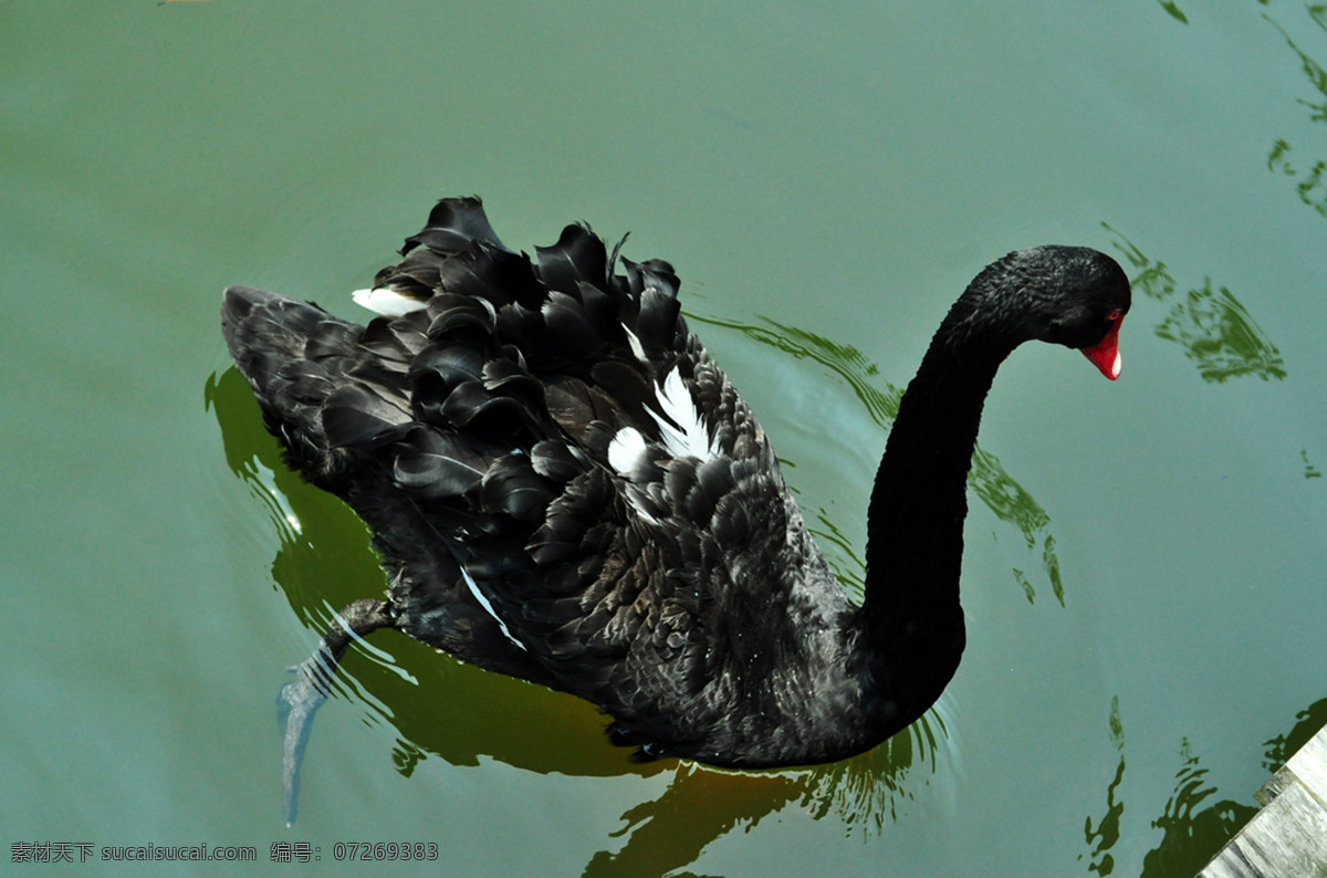 黑天鹅 湖水 黑鸭子 天鹅戏水 天鹅 鸟类 生物世界 黑色