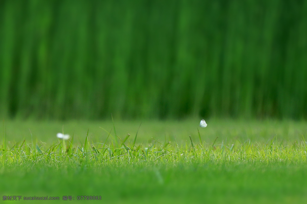 蝴蝶与草地 蝴蝶 草地 春的气息 初夏蝴蝶 清晨草地 夏 生物世界 昆虫