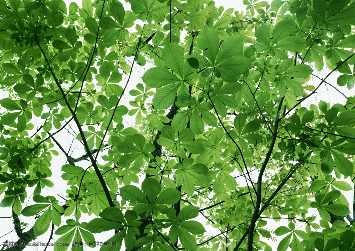 树林图片 森林树木 树林风景图片 树林高清图片 树木树叶 植物素材 生物世界 高清图片 花草树木