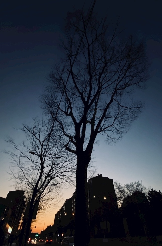 暮色 手机摄影 落日 树 随手拍 自然景观