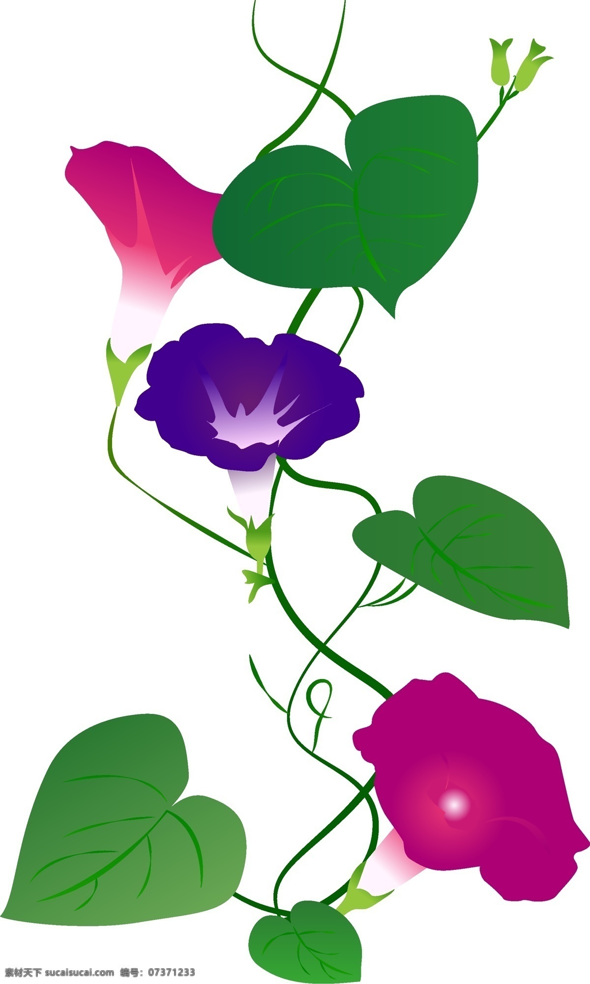 手绘 矢量 插画 喇叭花 商用 手绘喇叭花 植物 插画植物 插画喇叭花