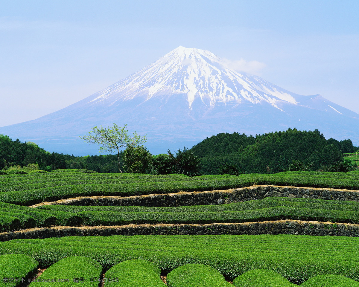 富士山 茶园 山水风景 摄影图 自然景观 家居装饰素材 山水风景画