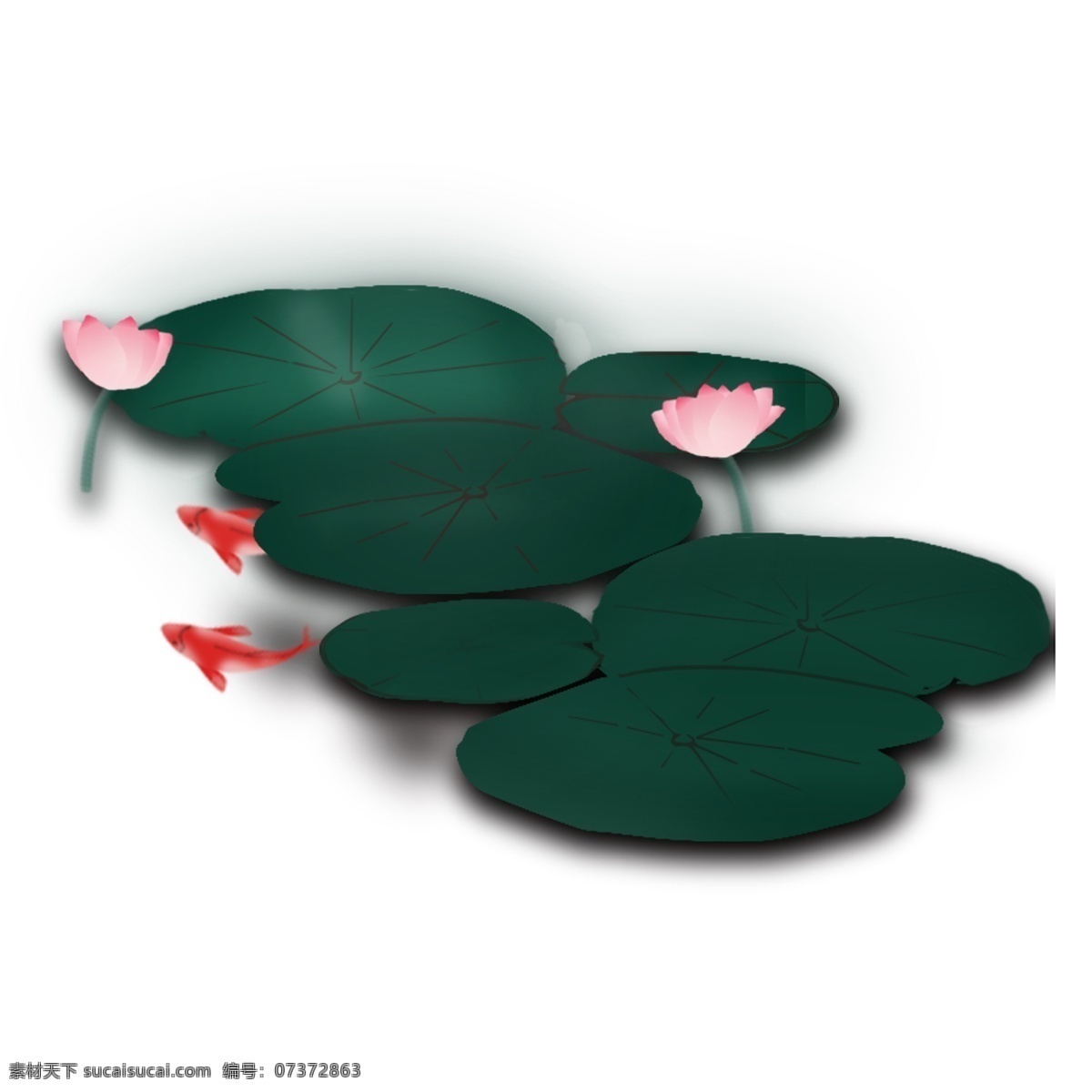 绿色 清新 风 荷花 透明 透明素材 花卉 装饰 免 抠 图 花朵