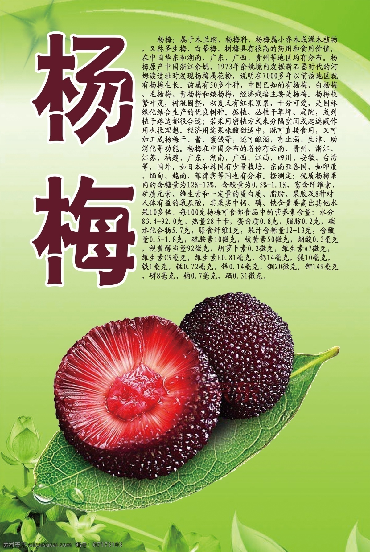 水果 文化 系列 杨梅 水果文化 展板模板