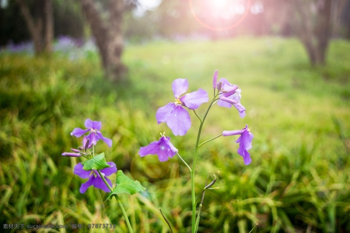 鸢尾蝶 晨光 紫色花 绿茵 朝阳 春光 南京 唯美 兴化 油菜花 自然景观 田园风光