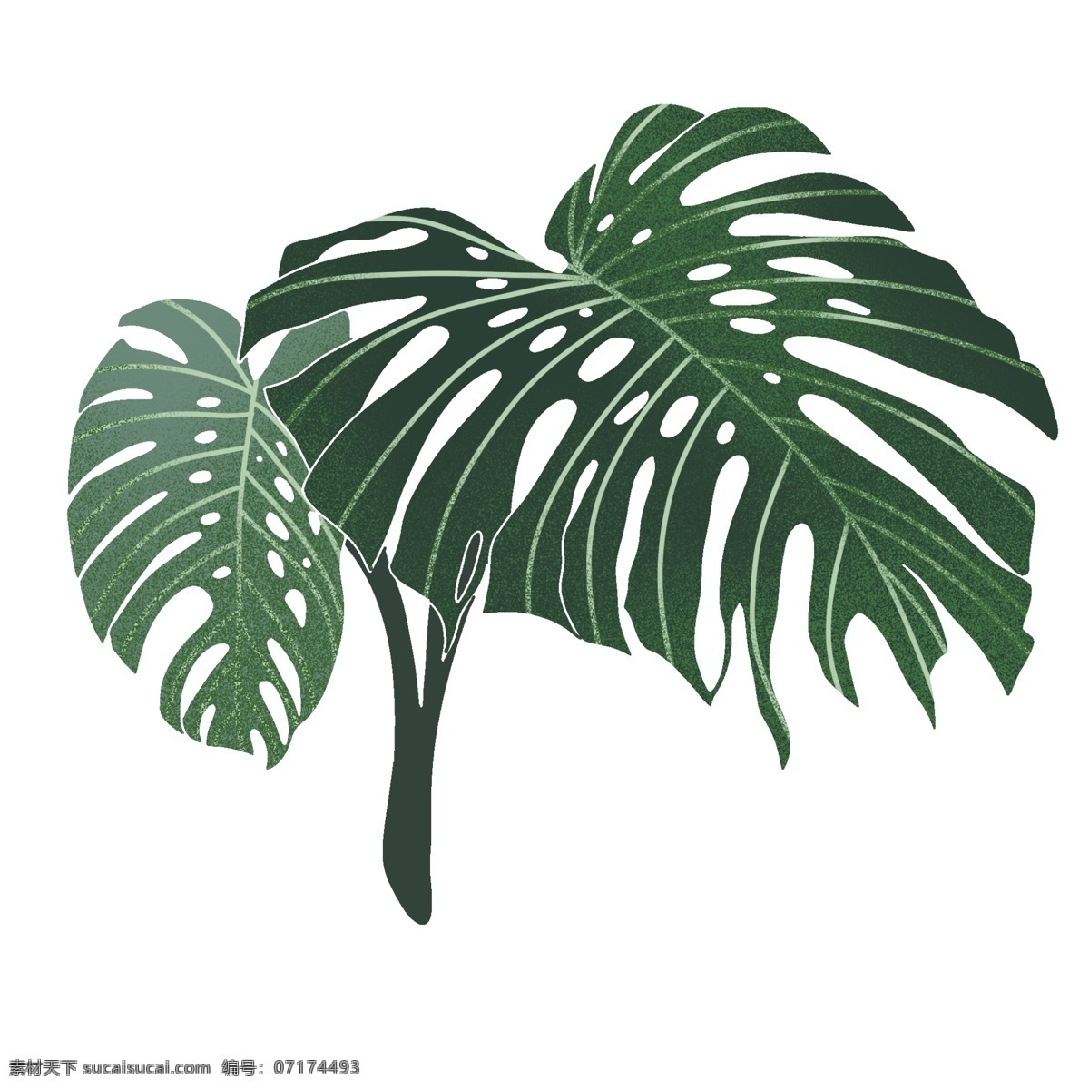 热带植物树叶 自然 夏天 植物