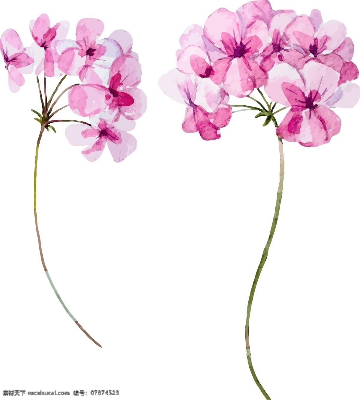 水彩 束 野生 植物 eps格式 geranium 老鹳草 手绘 水彩素材
