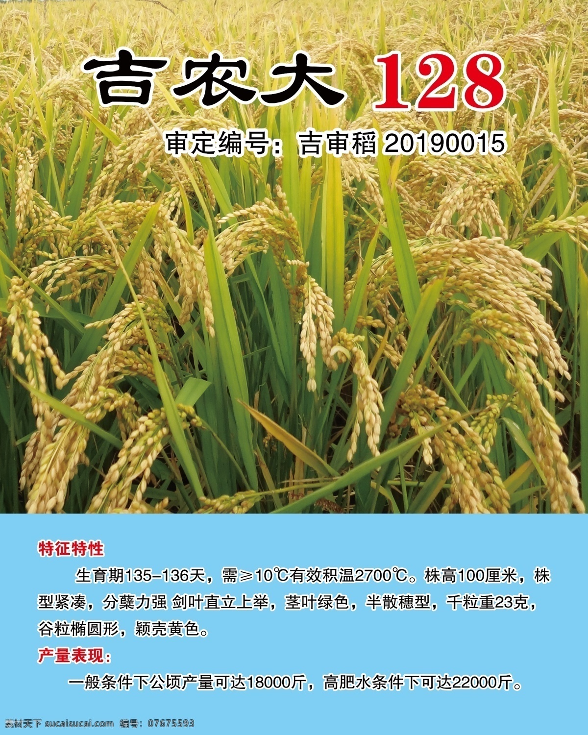 吉农大128 水稻种图片 水稻种 稻田 稻地 大米 稻种