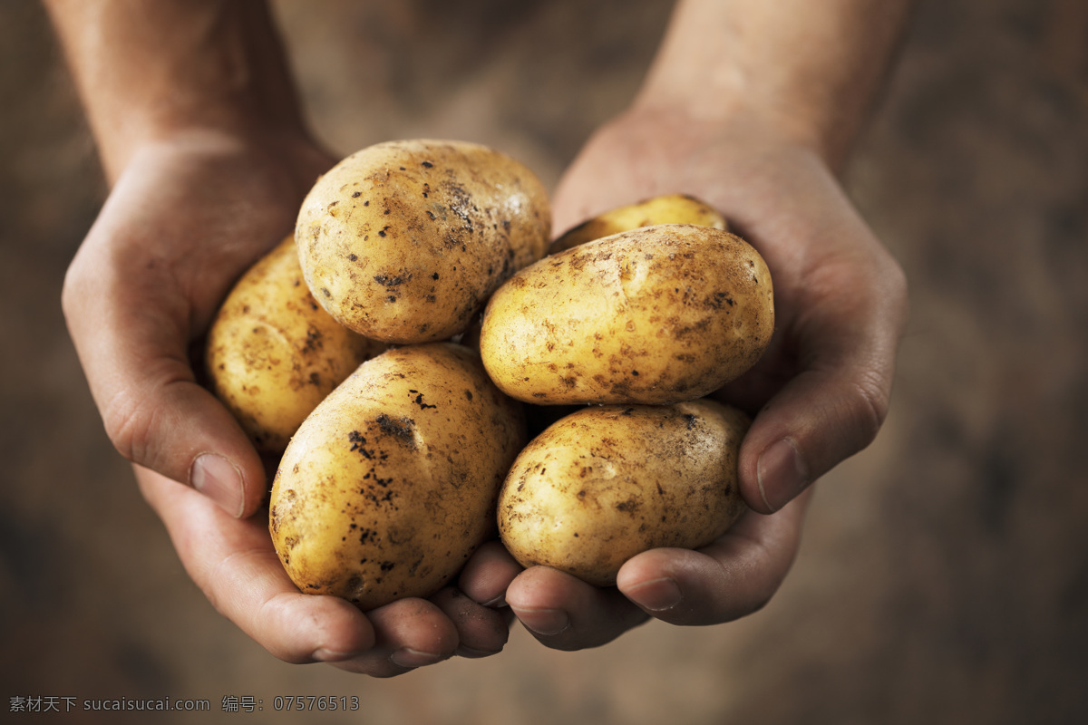 马铃薯 土豆 新鲜土豆 蔬菜 山药蛋 农作物 手 一捧 手棒 蔬菜相关 生物世界