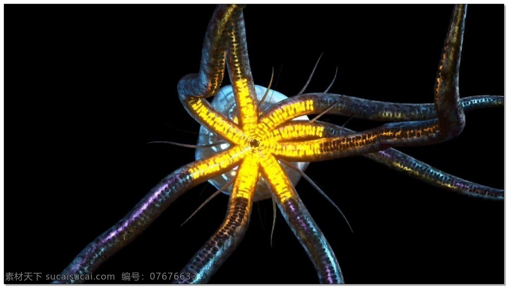 发光 海星 动态 视频 动物 光斑 碎 点 漂浮 光 浮光掠影 前进 隧道 3d 特效