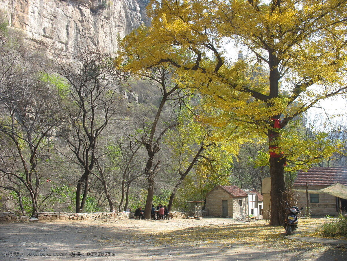 山涧 小屋 摄影图 树 树林 树木 田园风景 银杏树 自然景观 山脚 茅舍