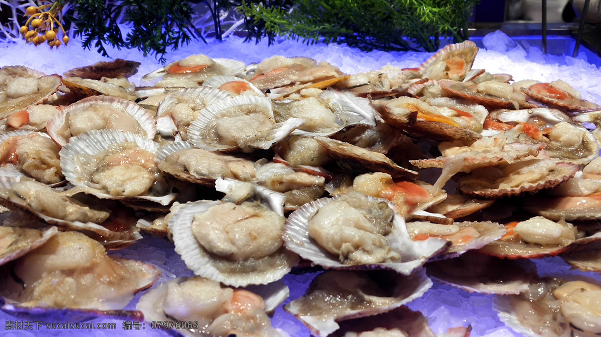 扇贝图片 扇贝 海鲜 海产品 自助餐海鲜类 贝类 餐饮美食 传统美食