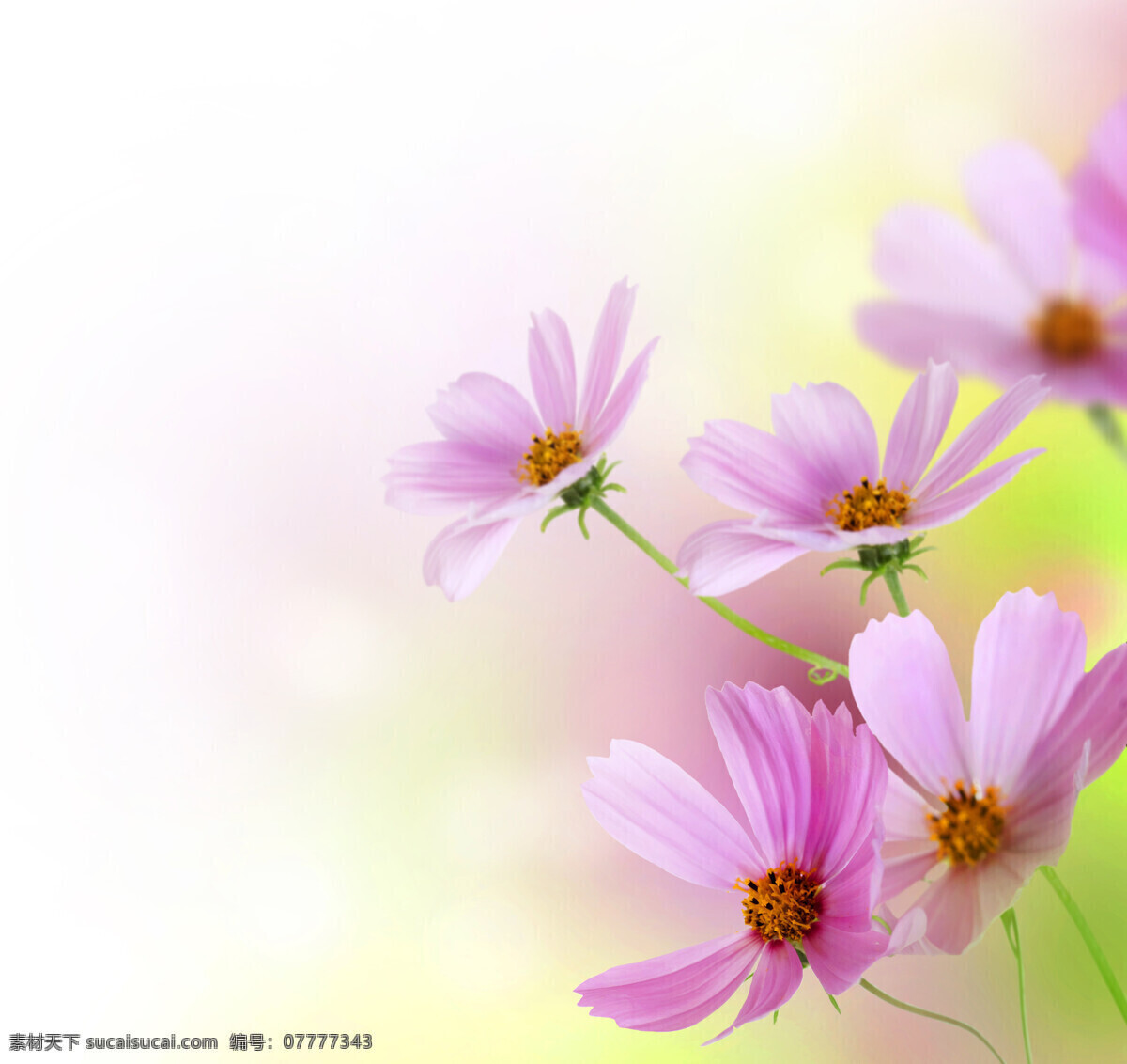 梦幻 鲜花 背景 花朵 花卉 背景素材 鲜花背景 梦幻背景 浪漫温馨 花草树木 生物世界