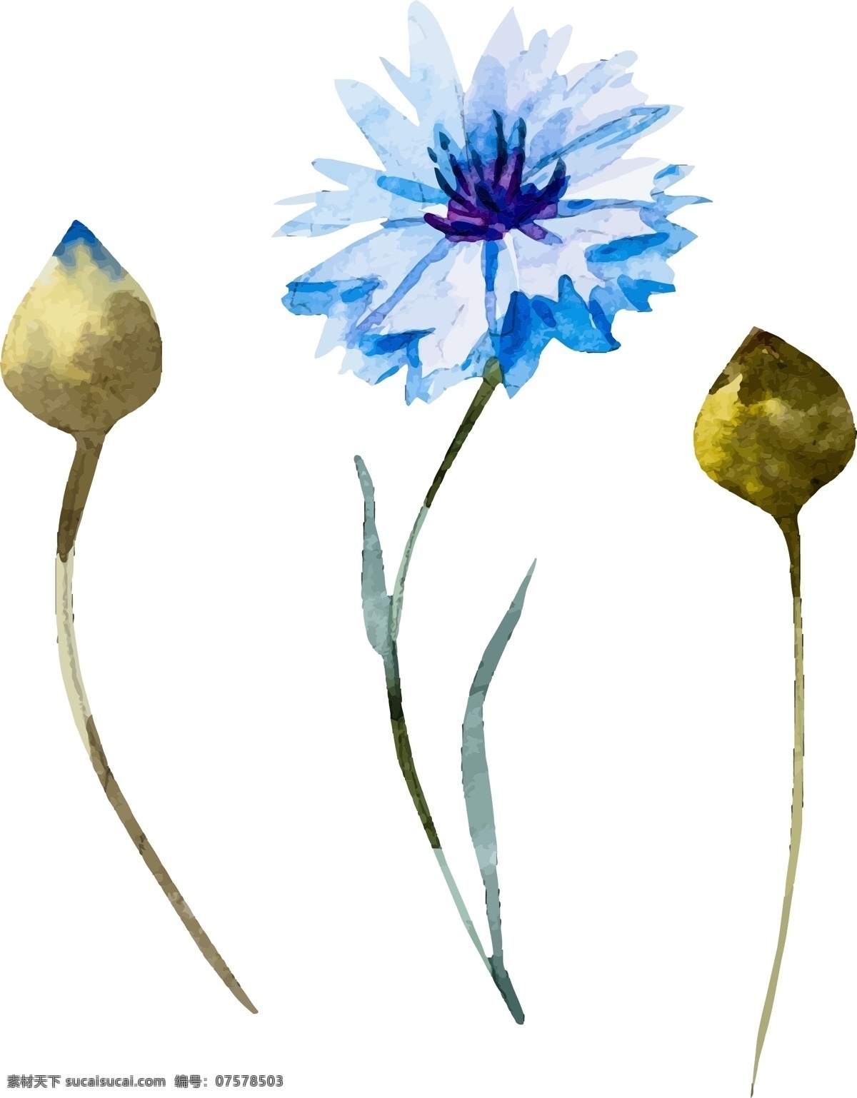 水彩 束 野花 eps格式 poppy 罂粟 花 红色 叶子 绿色叶子 手绘 罂粟花 野花素材 水彩素材